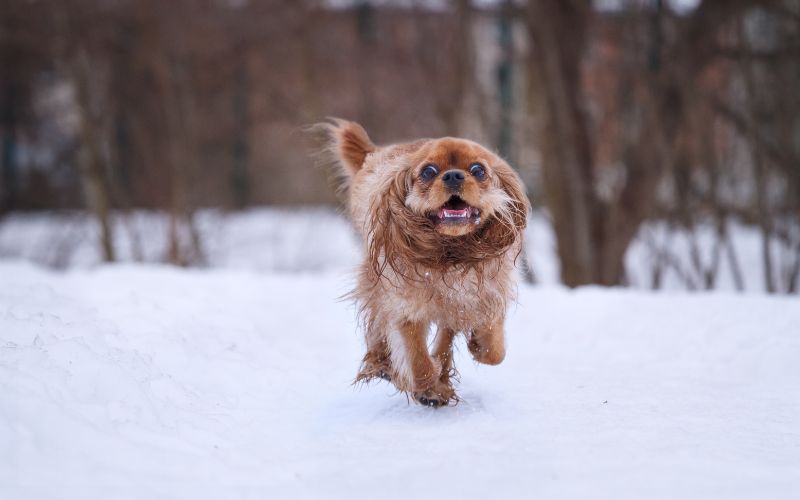 do cavalier king charles spaniels get cold