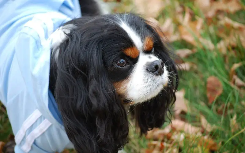 do cavalier king charles spaniels get cold