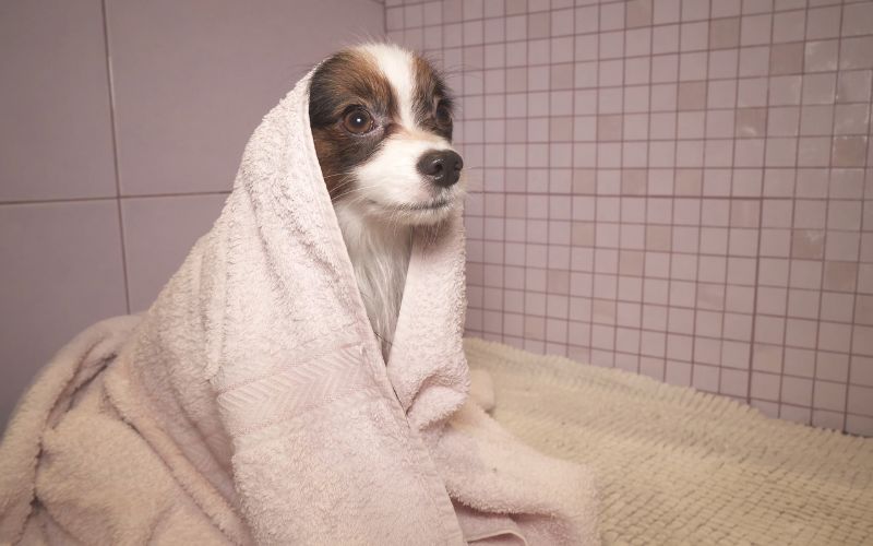 do cavalier king charles spaniels get cold