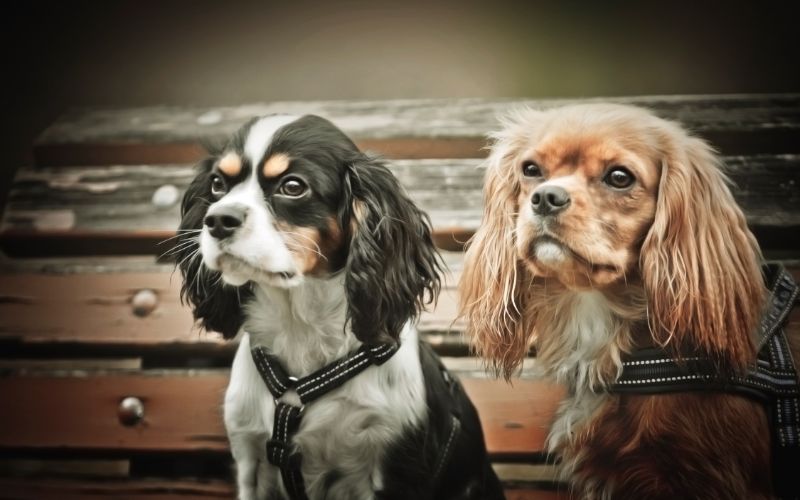 Do Cavalier King Charles spaniels get cold? 3 do cavalier king charles spaniels get cold