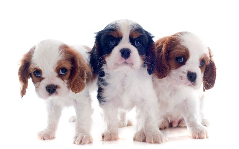do cavalier king charles spaniels get cold