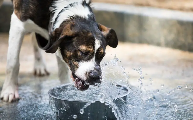 Why do dogs dig in their water bowls?