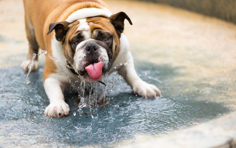 Why do dogs dig in their water bowls?