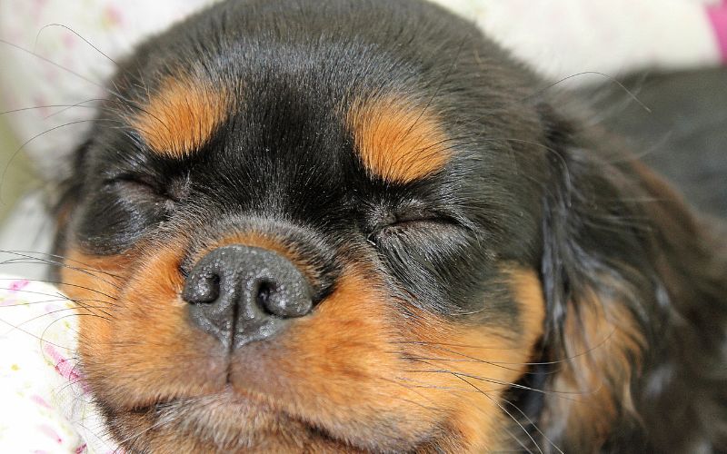 Why do Cavalier King Charles spaniels snore?