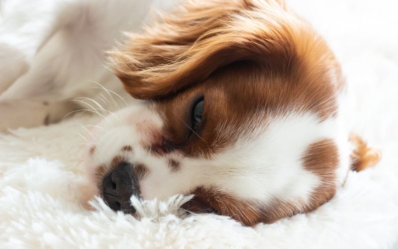 Why do Cavalier King Charles spaniels snore?