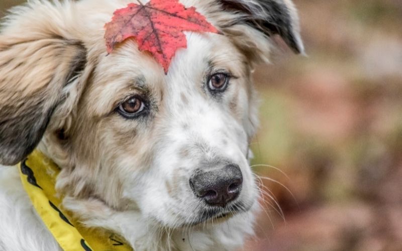 Do dogs question their existence?