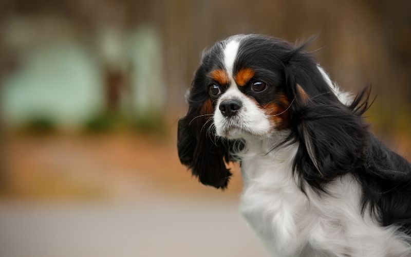 Are Cavalier King Charles spaniels smart?