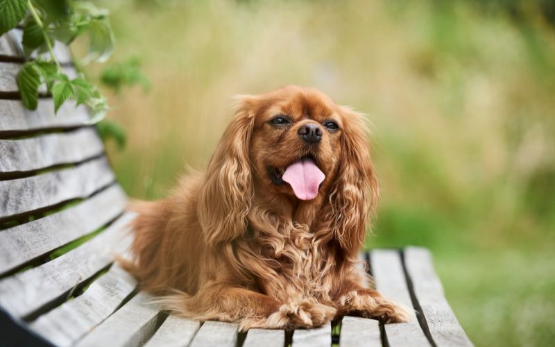 Are Cavalier King Charles spaniels smart?