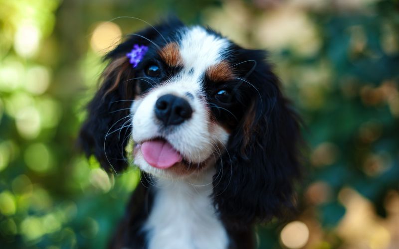 Are Cavalier King Charles spaniels smart?