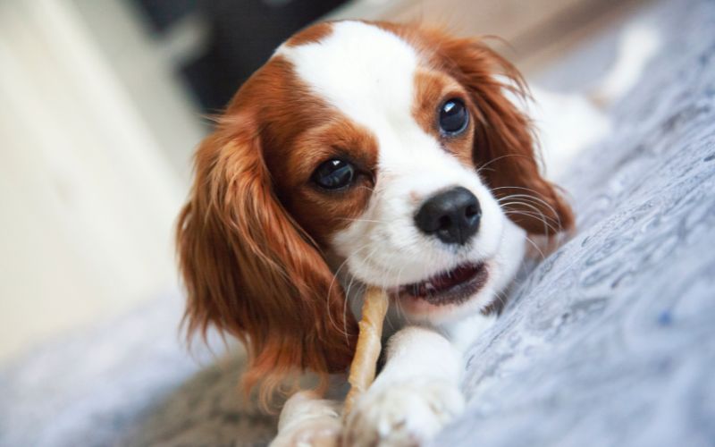 Are Cavalier King Charles spaniels smart?