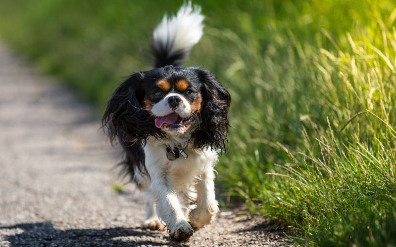 can a cavalier king charles spaniel go hiking