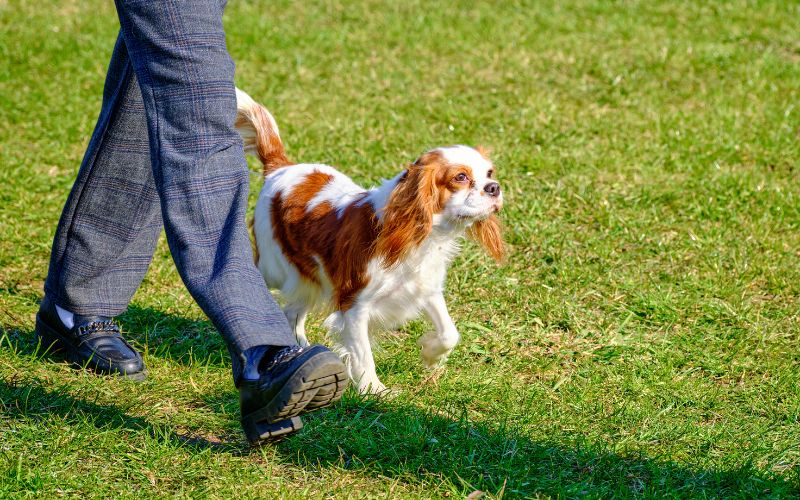 Can Cavalier King Charles spaniels go hiking?