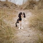 Can Cavalier King Charles spaniels go hiking?
