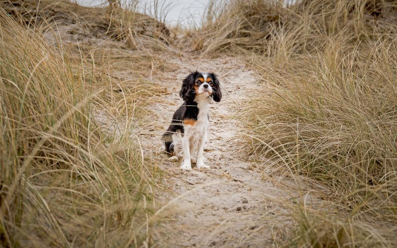 Can Cavalier King Charles spaniels go hiking?