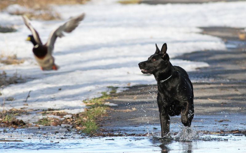 why do dogs zig zag when walking