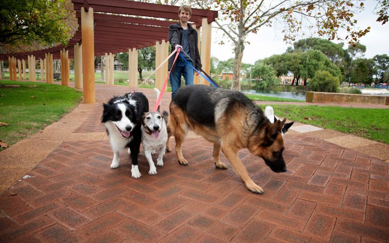 Why do dogs zig zag when walking?