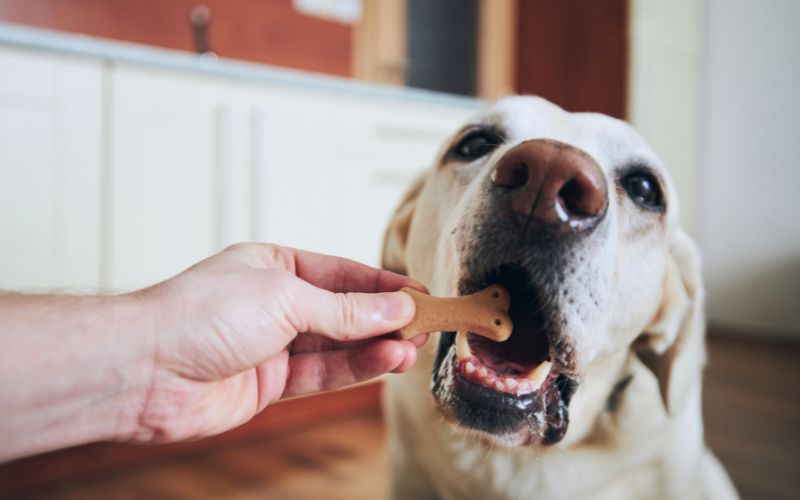 Why do dogs always want food?
