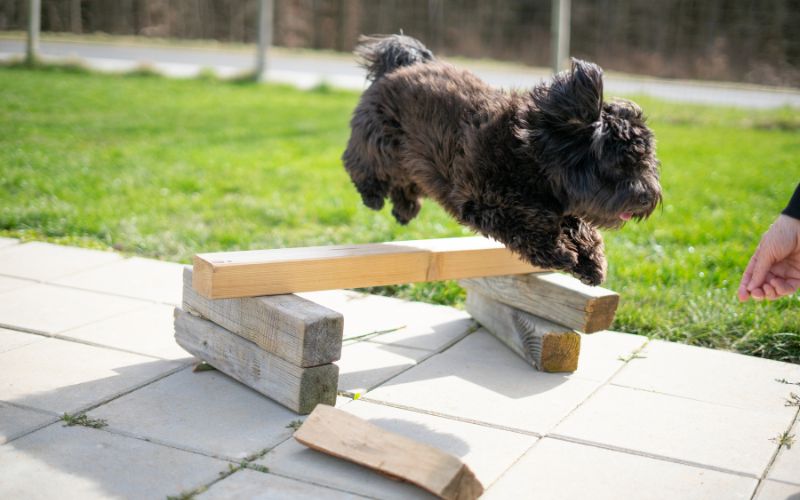 Why do dogs always want food?