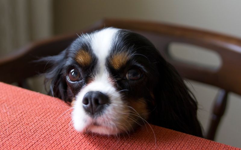 Why do dogs always want food?