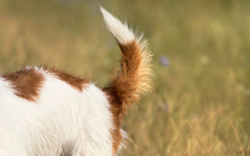 Why do dogs wag their tails and growl?
