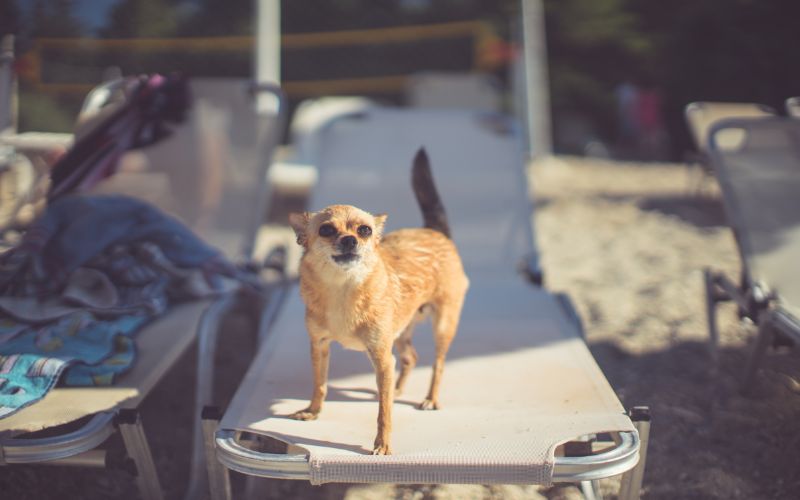 Why do dogs wag their tails and growl?