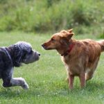 Why do dogs wag their tails and growl?