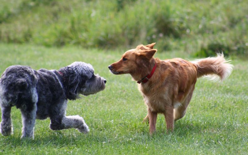 Why do dogs wag their tails and growl?