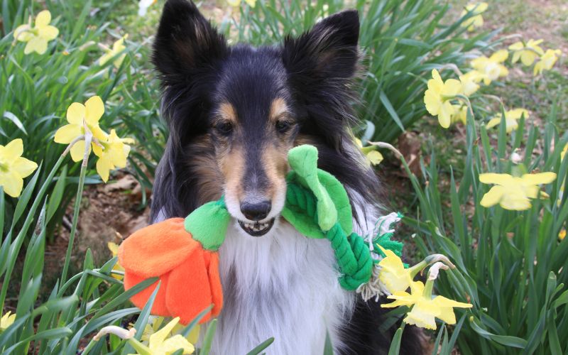 Why do dogs bring you their toys?