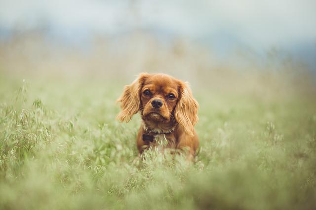 Can Cavalier King Charles spaniels live in hot weather?