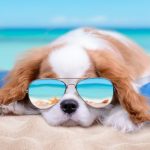 Can Cavalier King Charles spaniel live in hot weather?