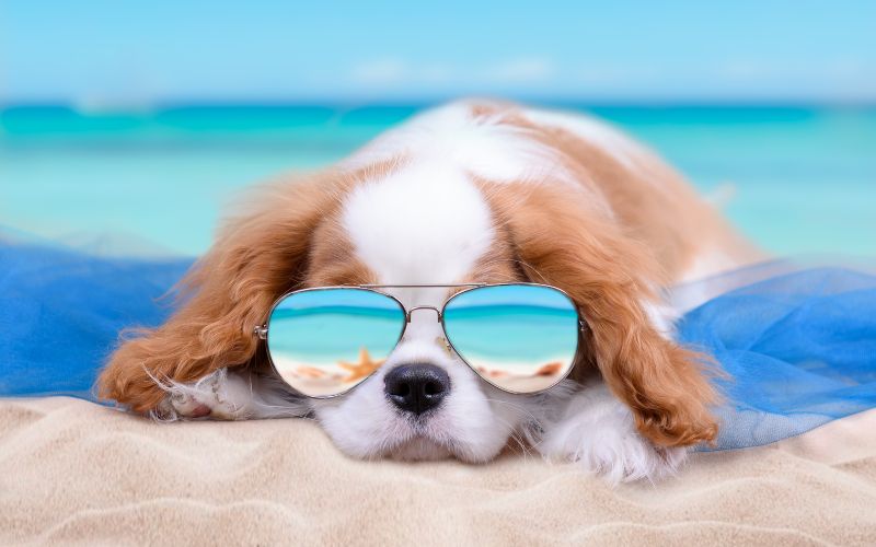 Can Cavalier King Charles spaniels live in hot weather?