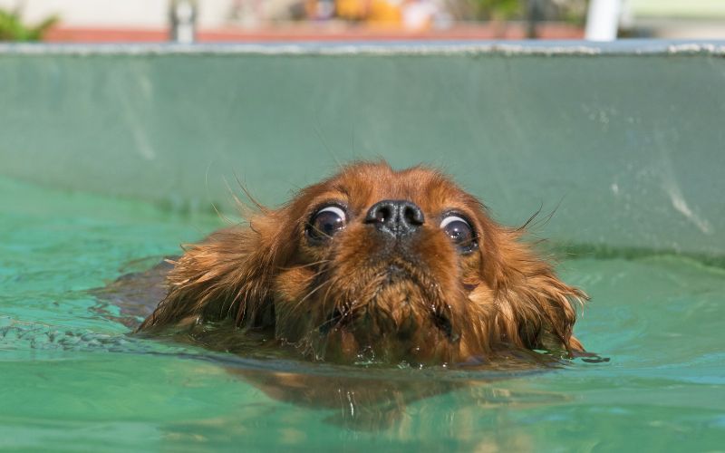 Can Cavalier King Charles spaniel live in hot weather?