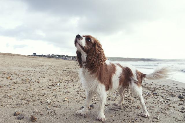 can cavalier king charles spaniels jump