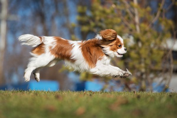 Can a Cavalier King Charles spaniel jump?