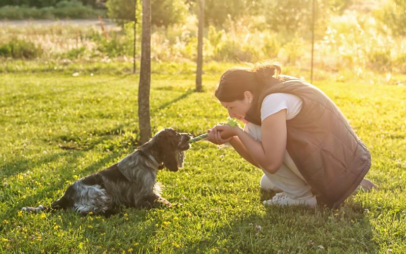 The Top Things to Teach Your New Puppy for a Well-Behaved Companion 3 what should you focus on when new puppy training?