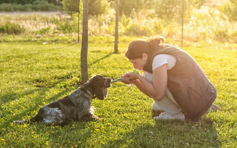 what should you focus on when new puppy training?