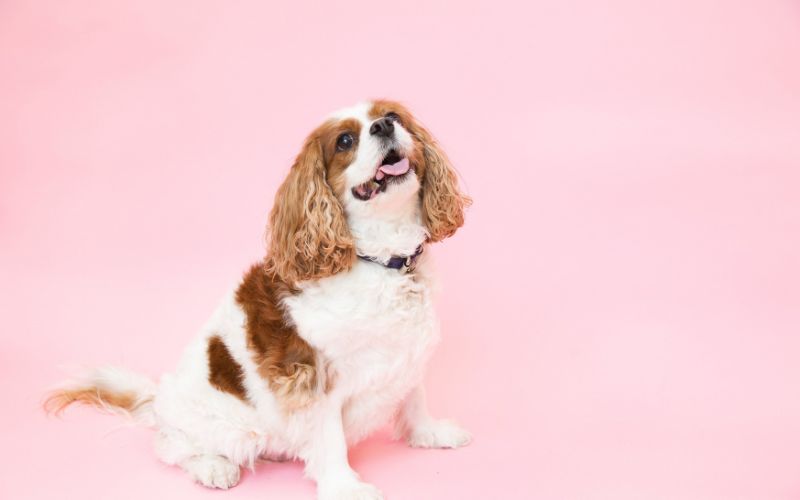 how to help a cavalier king charles spaniel lose weight