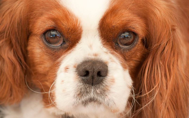 How to help a Cavalier King Charles spaniel lose weight