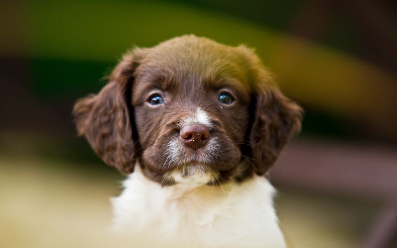 feeding springer spaniel puppies