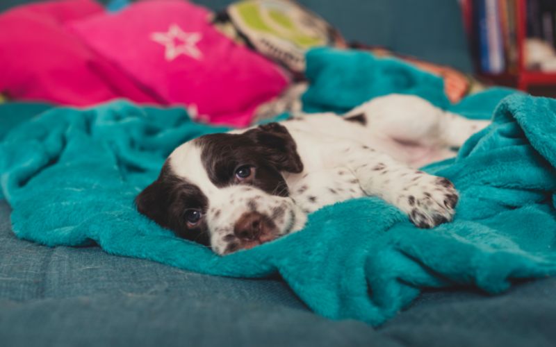 How much to feed an English Springer spaniel puppy