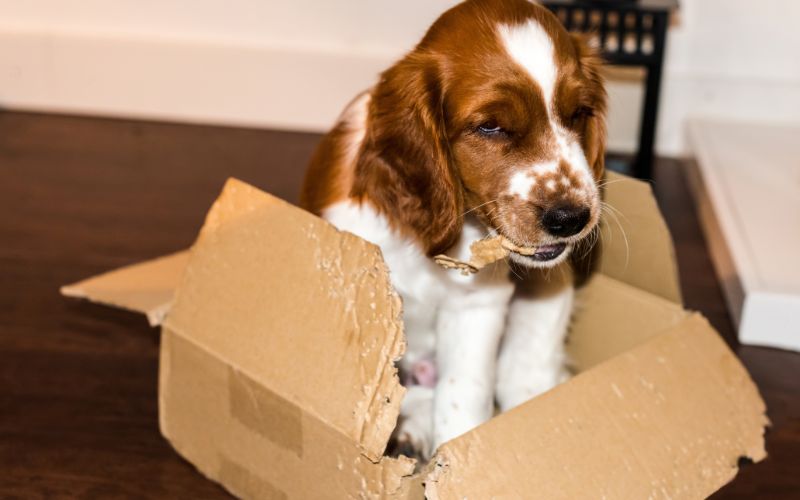 How to stop a Cocker spaniel puppy from growling and biting. 2 How much to feed an English Springer spaniel puppy