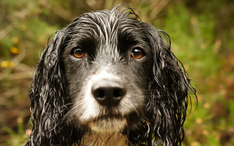 How much to feed an English Springer spaniel puppy