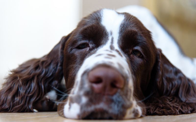 How much to feed an English Springer spaniel puppy