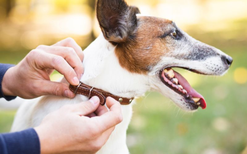 Is a dog GPS collar worth it?