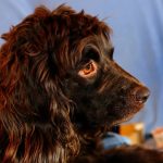 Are Boykin spaniels good family dogs?
