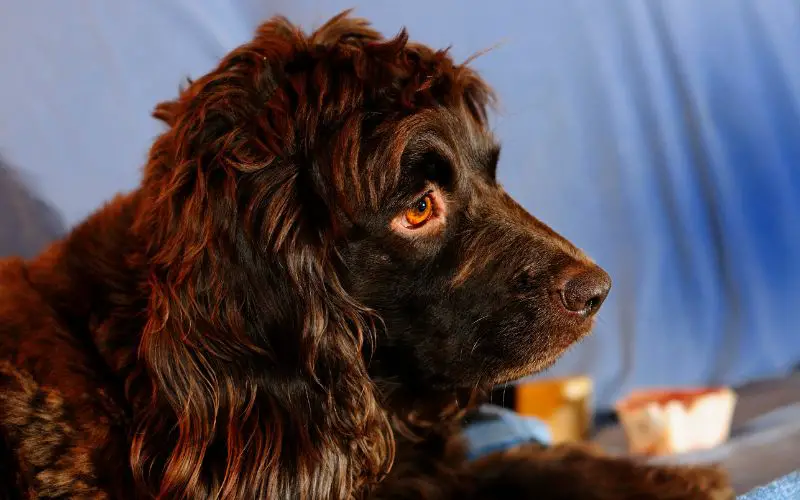 Are Boykin spaniels good family dogs?