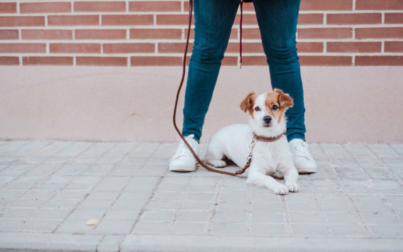 Why does my dog lay on my feet? 8 Why does my dog lay on my feet?
