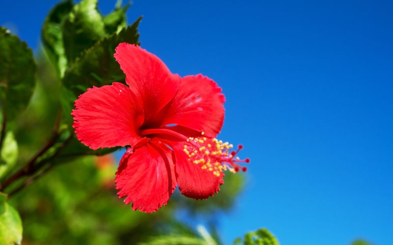 Are Hibiscus poisonous to dogs?