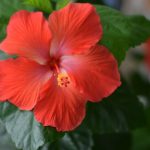 Are hibiscus poisonous to dogs