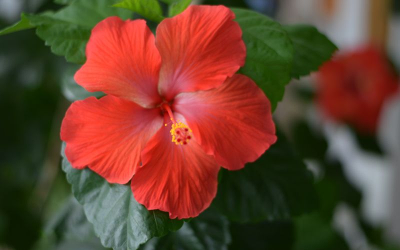 Are hibiscus poisonous to dogs